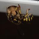 Anthidium logeant dans un encadrement  de fenêtre