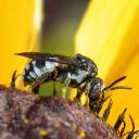 Epeolus sp.