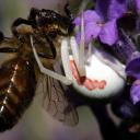 ABEILLE DEVENUE LA PROIE D UNE ARAIGNEE