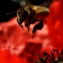 ABEILLE EN VOL