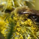 BUTINAGE SUR UNE FLEUR DE SAULE MARSAULT