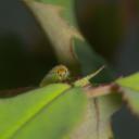 Regarde-moi droit dans les yeux !
