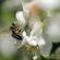 apis melifera sur pommier Malus