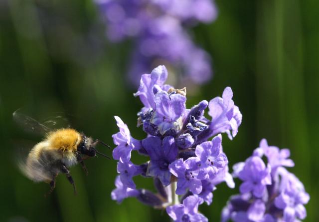 insecte en vol