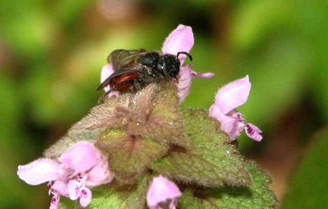 Sphecodes femelle sur une fleur de lamier pourpre